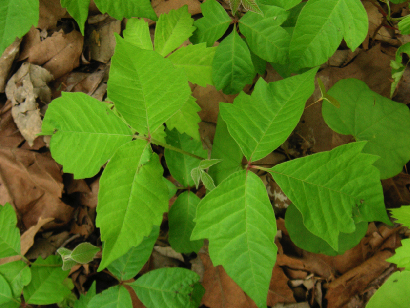 a-quick-guide-to-poisonous-plants-in-tennessee-bcbst-news-center