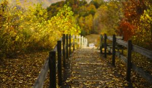 BlueCross right here path to better health