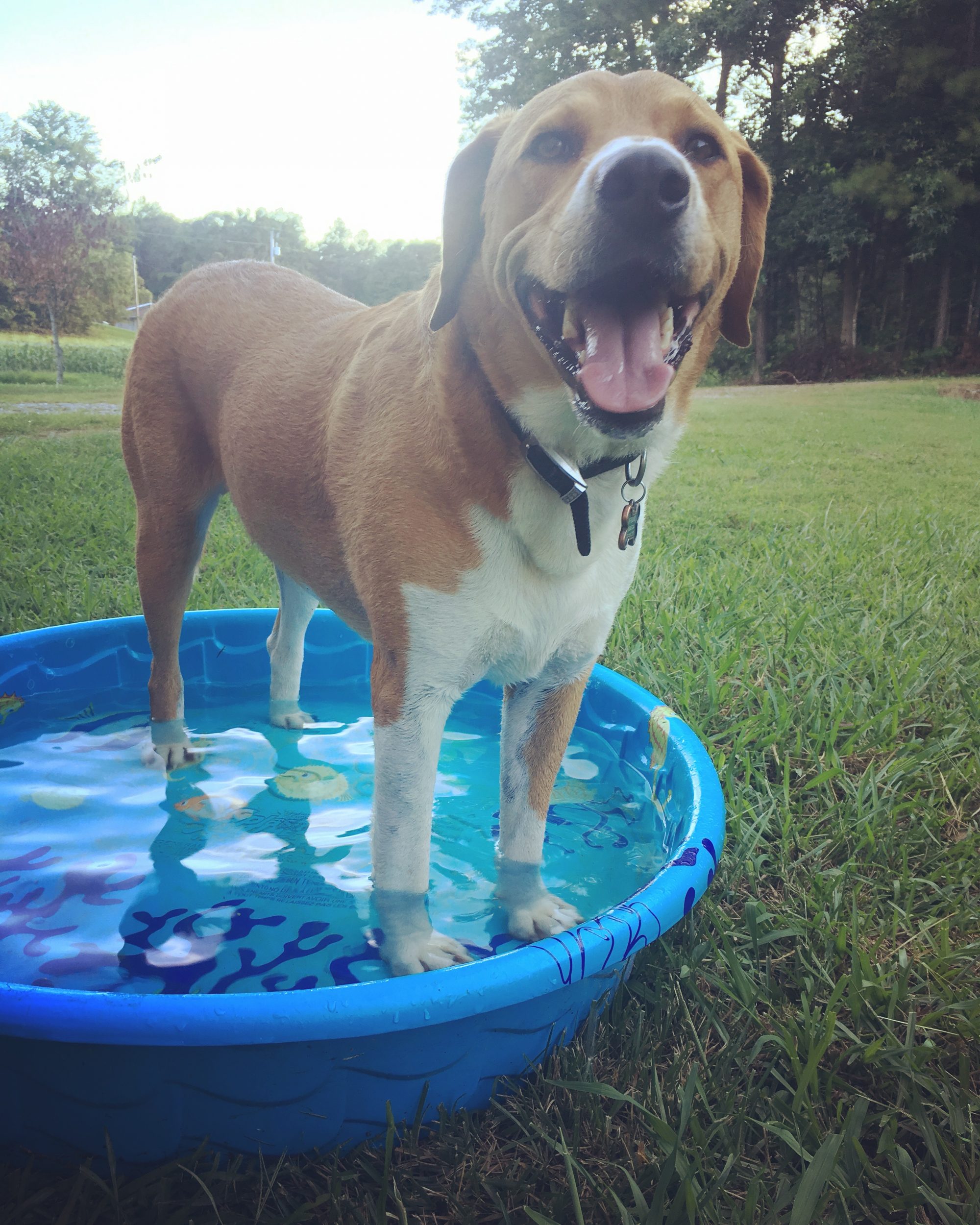 Brittany Fields dog Bear