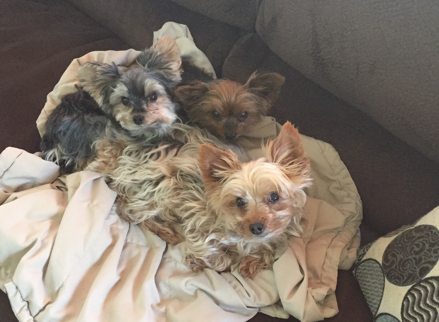 BlueCross dog family